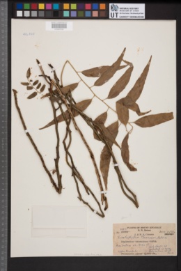 Teratophyllum clemensiae image