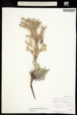 Image of Cryptantha thyrsiflora