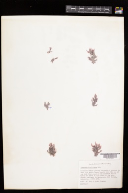 Eucheuma kraftianum image