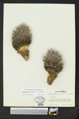Image of Coryphantha nickelsiae