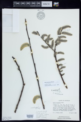 Image of Salix atrocinerea