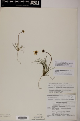 Coreopsis californica var. newberryi image