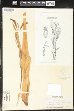 Image of Billbergia saundersii