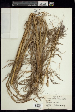 Muhlenbergia gigantea image
