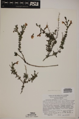 Image of Hemichaena spinulosa