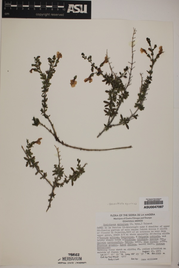 Hemichaena spinulosa image