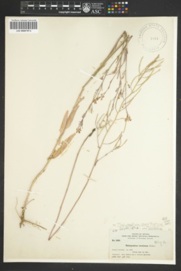 Thelypodium sagittatum subsp. sagittatum image
