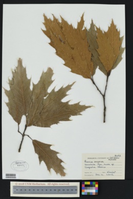 Image of Quercus conspersa
