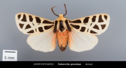Notarctia proxima image