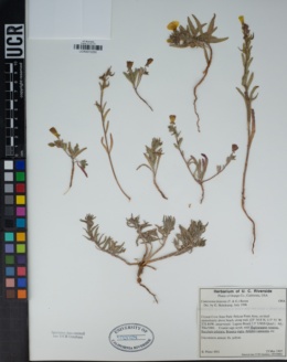 Image of Camissoniopsis lewisii