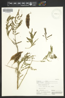 Image of Mimosa eurycarpoides