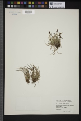 Carex verna image