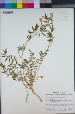 Image of Polemonium pauciflorum