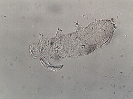 Diphascon stappersi image