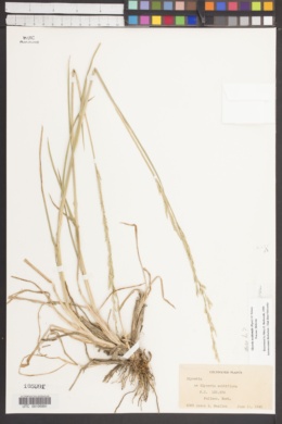 Glyceria occidentalis image
