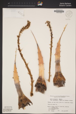 Agave utahensis var. nevadensis image