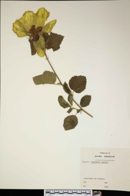 Image of Hibiscus calyphyllus