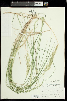 Calamagrostis epigejos image