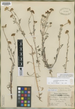 Image of Pseudobahia peirsonii