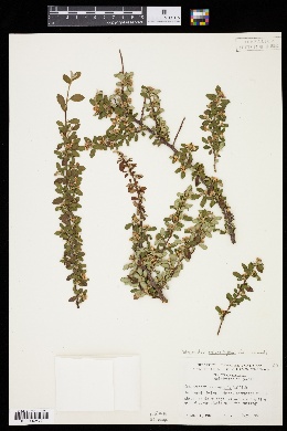 Cotoneaster microphyllus image