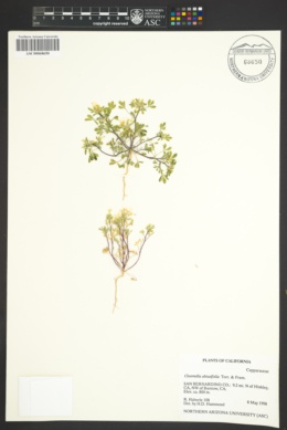 Image of Cleomella obtusifolia