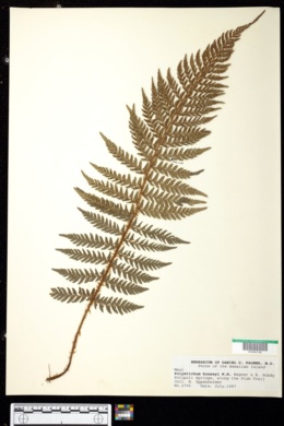 Polystichum bonseyi image