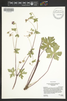 Geranium caespitosum var. marginale image