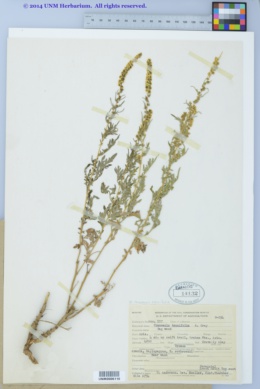 Ambrosia tenuifolia image