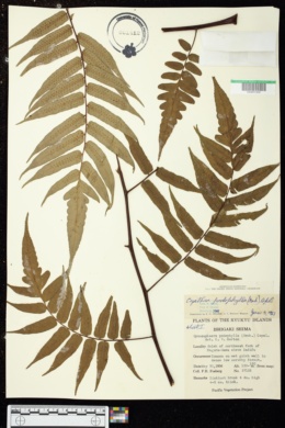 Alsophila podophylla image