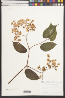 Image of Begonia carpinifolia