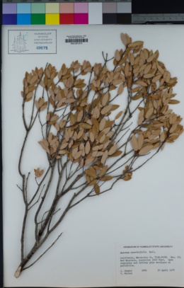 Quercus vacciniifolia image