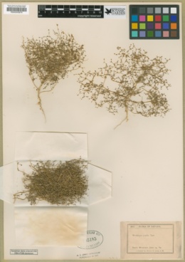 Micromonolepis pusilla image