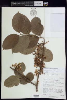 Bronwenia cinerascens image