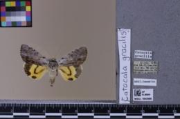 Catocala gracilis image