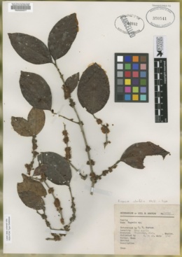Eugenia alnifolia image