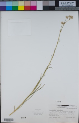 Image of Gypsophila glomerata