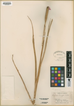 Tigridia pavonia image