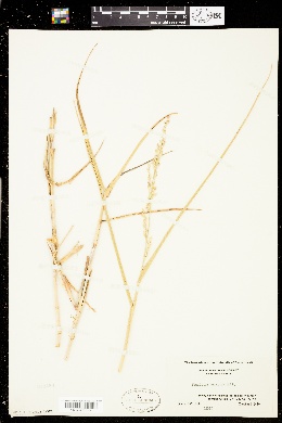 Panicum amarum subsp. amarulum image