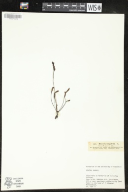 Drosera longifolia image