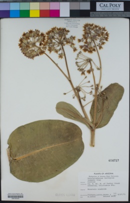 Asclepias lemmonii image