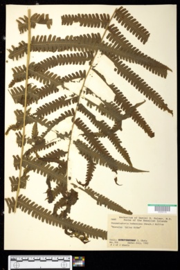Cyclosorus hudsonianus image