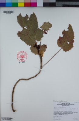 Berberis aquifolium var. repens image