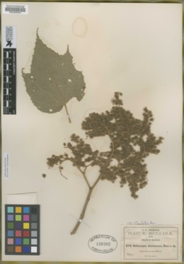 Heliocarpus microcarpus image