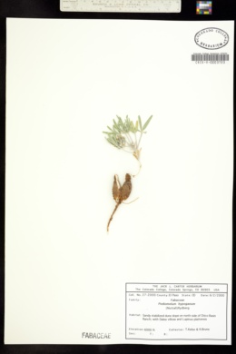 Image of Pediomelum hypogaeum
