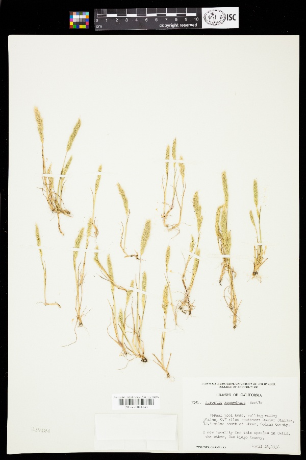 Agrostis kennedyana image