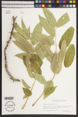 Cedrela sinensis image