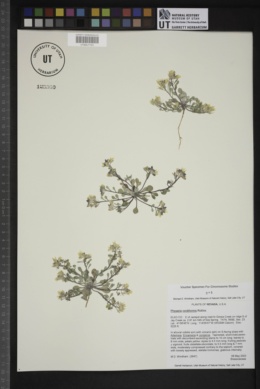 Physaria cordiformis image