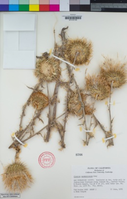 Image of Cirsium neomexicanum
