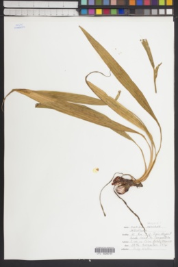 Tigridia mexicana subsp. passiflora image