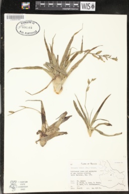 Catopsis nutans image